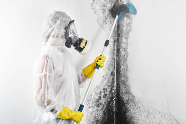 Best Comprehensive Air Testing for Mold Contaminants  in Pea Ridge, AR
