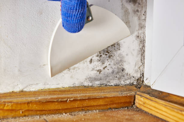 Best HVAC Mold Inspection and Cleaning  in Pea Ridge, AR