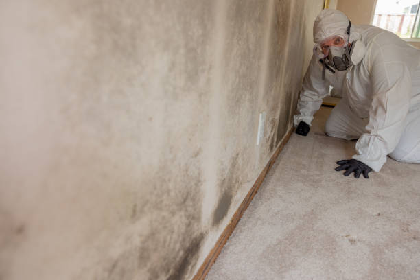 Best Environmental Consulting for Mold Prevention  in Pea Ridge, AR